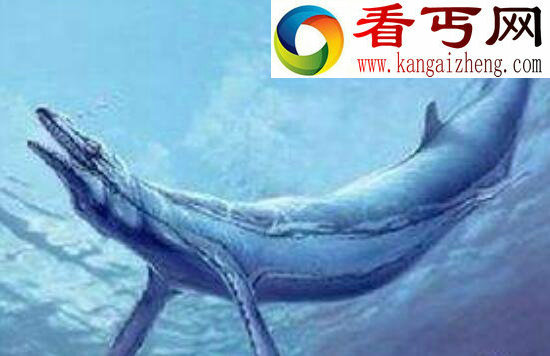 世界上最大的掠食动物,伊西斯龙王鲸(已灭绝)