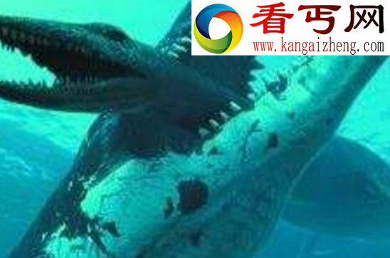世界上最大的掠食动物,伊西斯龙王鲸(已灭绝)
