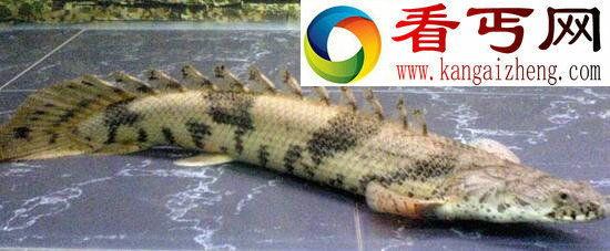 世界上最漂亮的恐龙鱼,虎纹恐龙王鱼