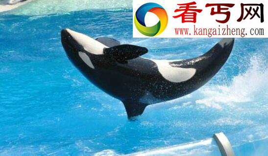 最厉害的海洋杀手,杀人鲸(一口吞下一只海狮)