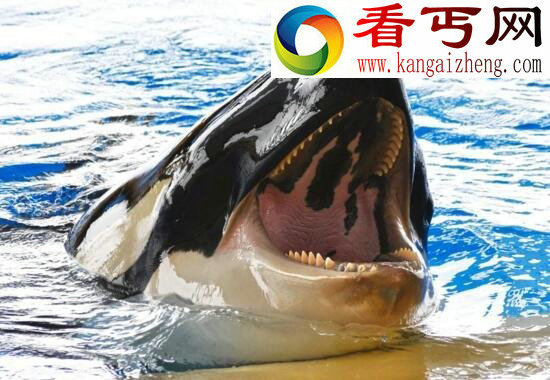 最厉害的海洋杀手,杀人鲸(一口吞下一只海狮)