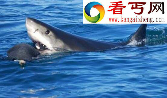 最厉害的海洋杀手,杀人鲸(一口吞下一只海狮)