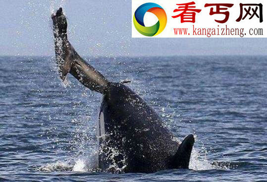 最厉害的海洋杀手,杀人鲸(一口吞下一只海狮)