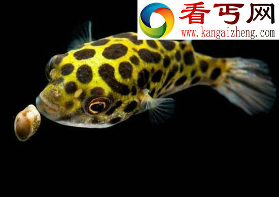 潜水艇鱼(绿河豚)，会生气的宠物鱼