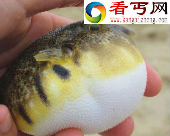 潜水艇鱼(绿河豚),会生气的宠物鱼