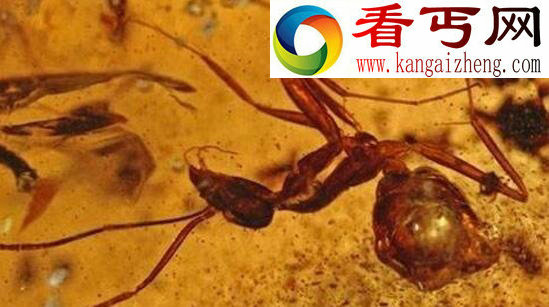 巨型蚂蚁,统治地球1亿年的昆虫