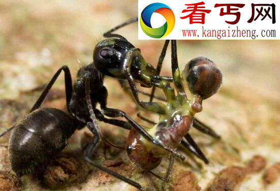 爆炸蚂蚁,自杀式蚂蚁炸弹(守护族群)