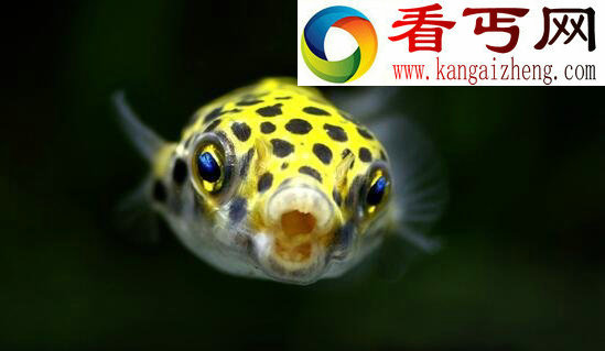 潜水艇鱼(绿河豚),会生气的宠物鱼