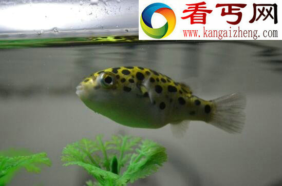 潜水艇鱼(绿河豚),会生气的宠物鱼