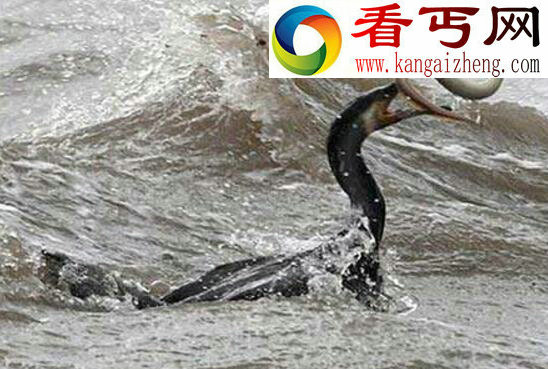 驻马店铜山湖水怪真实面目,疑似巨型大鱼出没