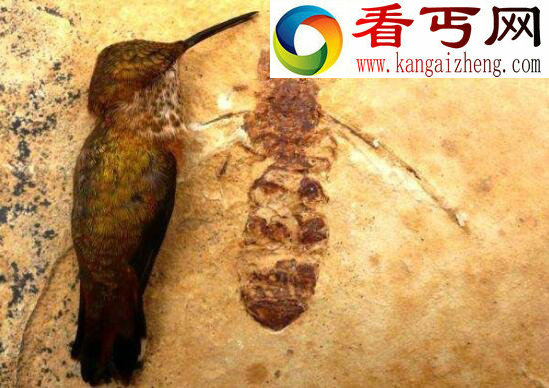 巨型蚂蚁，统治地球1亿年的昆虫
