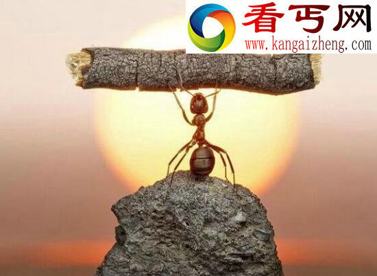 巨型蚂蚁,统治地球1亿年的昆虫