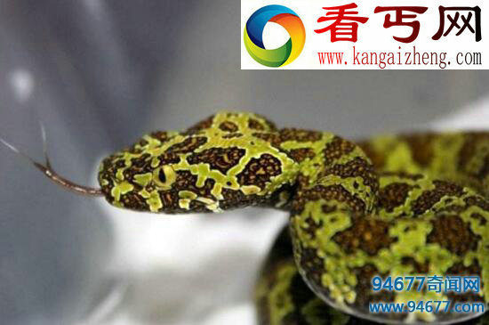 莽山洛铁头蛇，比大熊猫更濒危(毒过眼镜王蛇)