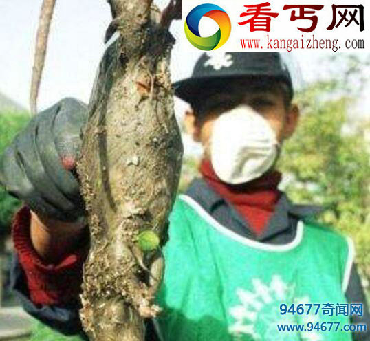 蟑螂鼠,老鼠和蟑螂的结合体(虚构)