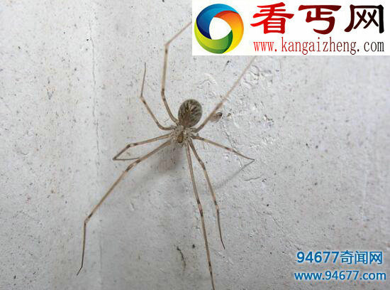幽灵蛛,家里最常见的有益蜘蛛(毒性极弱)