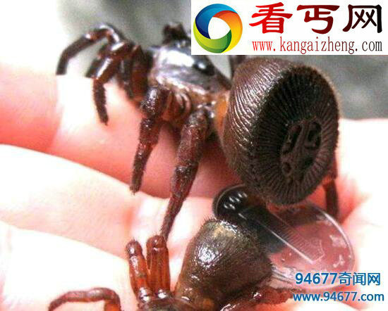 幽灵蛛,家里最常见的有益蜘蛛(毒性极弱)
