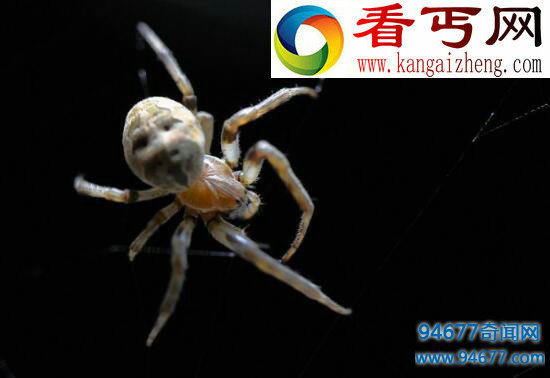 幽灵蛛,家里最常见的有益蜘蛛(毒性极弱)