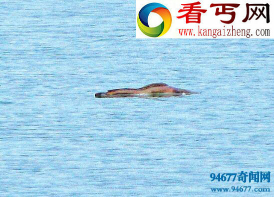 揭开湖光岩水怪之谜,水怪疑为大型淡水鱼