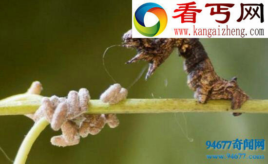 僵尸毛虫,被黄蜂控制终生的傀儡