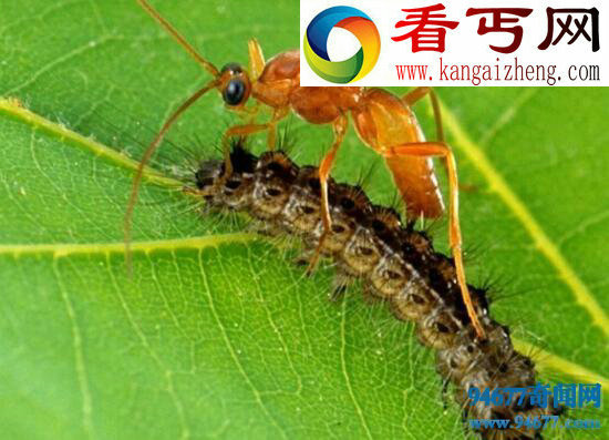 僵尸毛虫,被黄蜂控制终生的傀儡