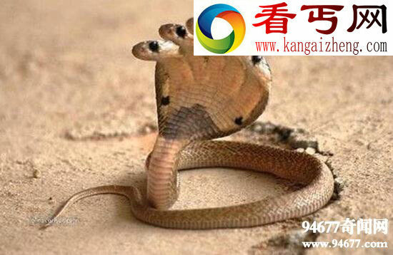 印度神庙惊现五头蛇,网络爆红疑是PS作品