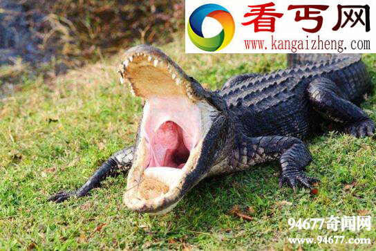 史前狗鳄，世上之王莫如狗鳄(跑速堪比猎豹)