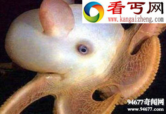 世界上最奇特的章鱼,小飞象章鱼(耳朵巨大形似大象)