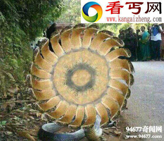 印度神庙惊现五头蛇,网络爆红疑是PS作品