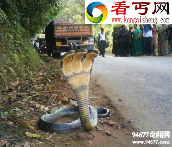 印度神庙惊现五头蛇,网络爆红疑是PS作品