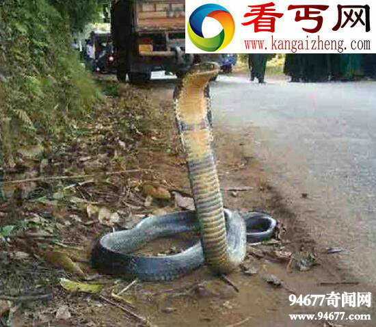 印度神庙惊现五头蛇,网络爆红疑是PS作品