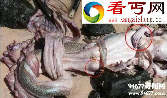 黑鳞鲛人，生存在南海的美人鱼