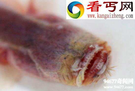 紫鳗虾虎鱼,成熟后自身破体而出(形似外星生物)