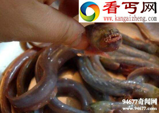 紫鳗虾虎鱼,成熟后自身破体而出(形似外星生物)