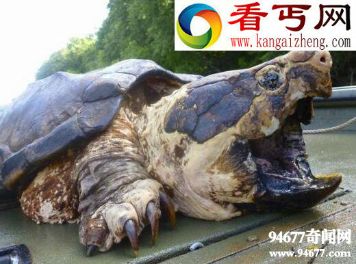 世界上最大的水龟，真鳄龟重达200斤(濒临灭绝)