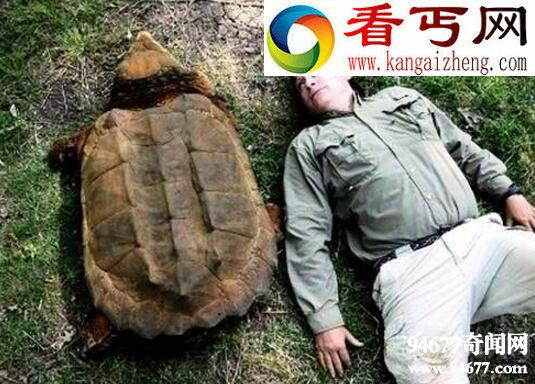 世界上最大的水龟，真鳄龟重达200斤(濒临灭绝)