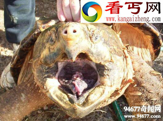 世界上最大的水龟，真鳄龟重达200斤(濒临灭绝)