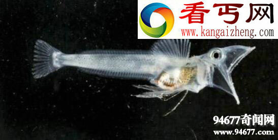 南极白血鳄冰鱼,透明血液0℃以下都不凝固