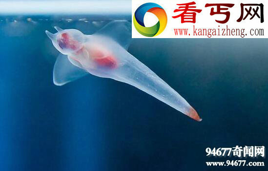 南极白血鳄冰鱼,透明血液0℃以下都不凝固