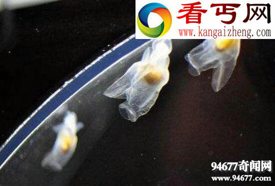 南极白血鳄冰鱼,透明血液0℃以下都不凝固
