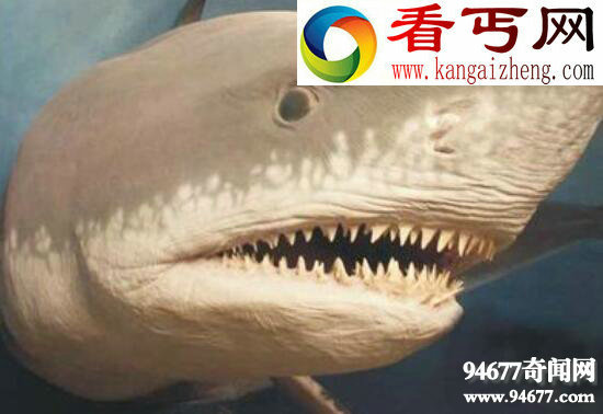 史前巨兽，巨牙鲨因体型太大灭绝(曾称霸海洋)