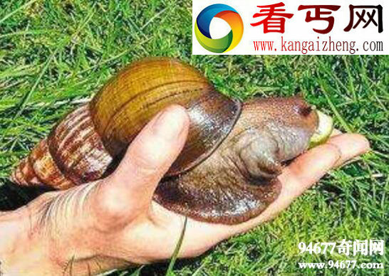 世界上危害最大的蜗牛,非洲大蜗牛(专吃农作物花卉)