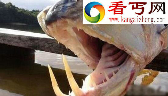 世界上最恐怖的鱼,吸血鬼鱼(牙齿锋利敏目狰狞)