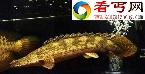 世界上最漂亮的恐龙王,鳄鱼恐龙王(绚丽多彩)