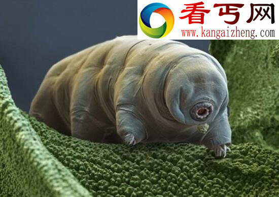 世界上最顽强的生命体，缓步动物(能在太空生存)