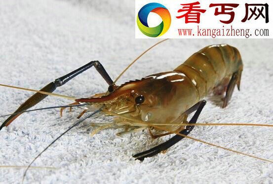 世界上养殖量最高的虾类，罗氏沼虾(淡水虾王)