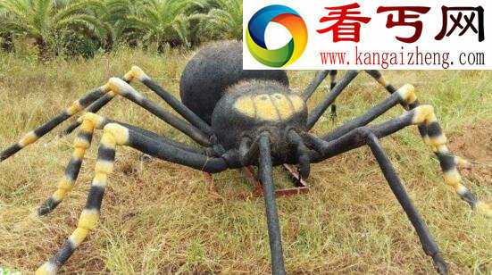 世界上最大的蜘蛛,巨蜘蛛(什么都吃无所畏惧)