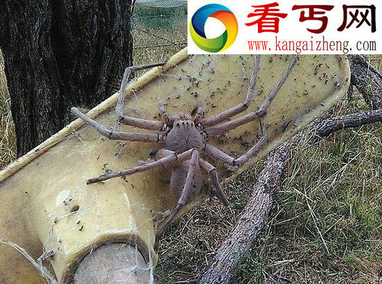 世界上最大的蜘蛛,巨蜘蛛(什么都吃无所畏惧)