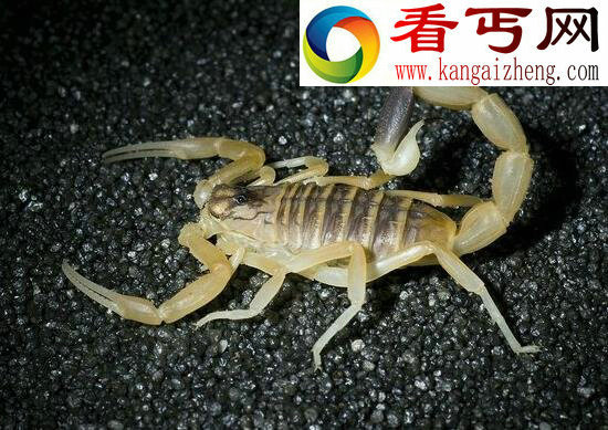 世界第一毒蝎，以色列金蝎(世界十大毒王之一)