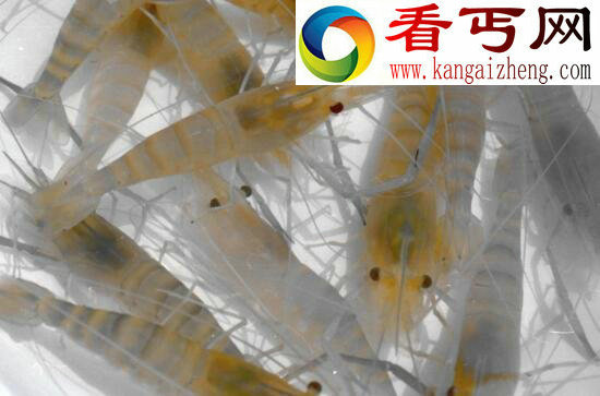 世界上养殖量最高的虾类，罗氏沼虾(淡水虾王)