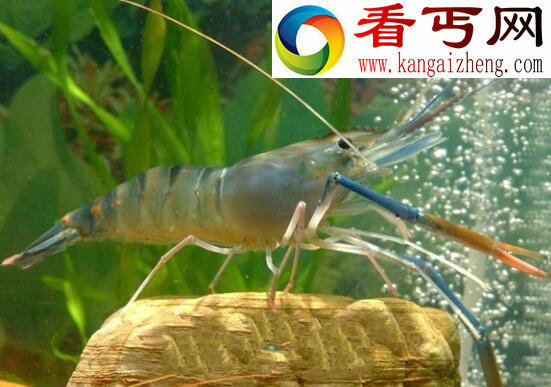 世界上养殖量最高的虾类，罗氏沼虾(淡水虾王)